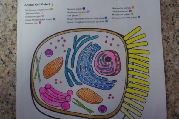 Animal cell coloring sheet answer key pdf