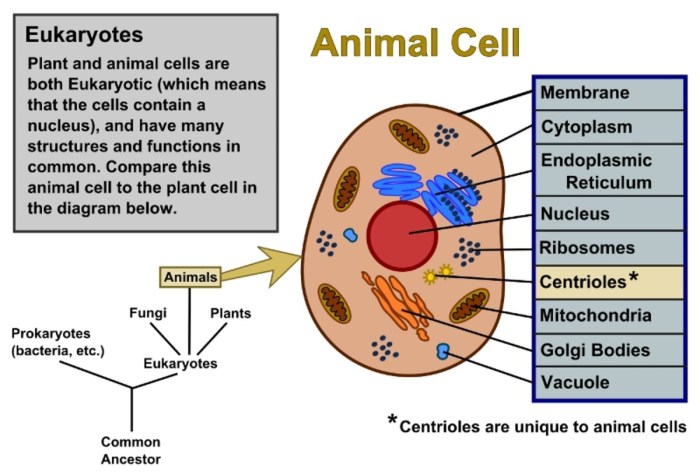 Animal and plant cell coloring pdf