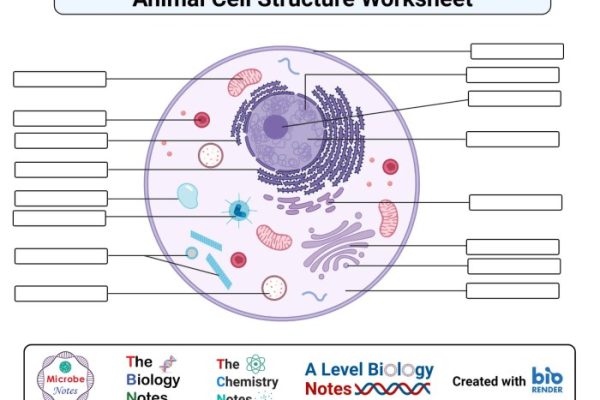 Animal cell coloring answers key