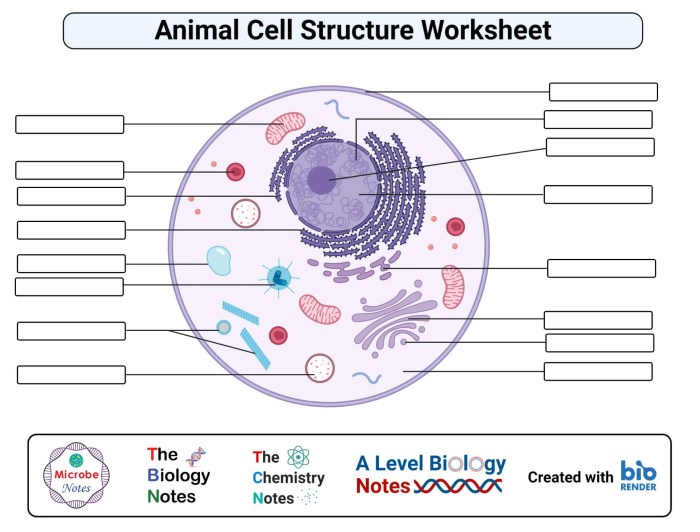 Animal cell coloring sheet answer key pdf