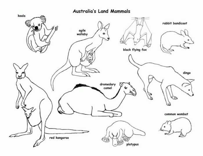 Animals in australia coloring sheets