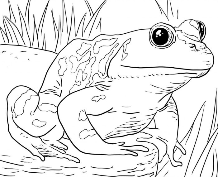 Animal coloring book free