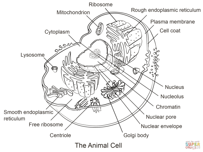 Animal cell coloring page 77