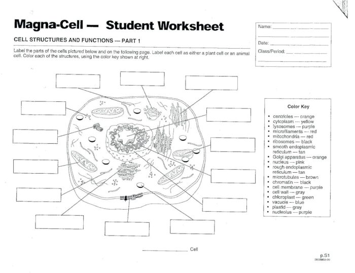 Animal cell coloring key biology corner