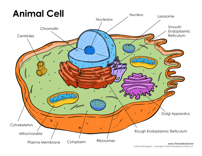 Animal cell diagram coloring sheet