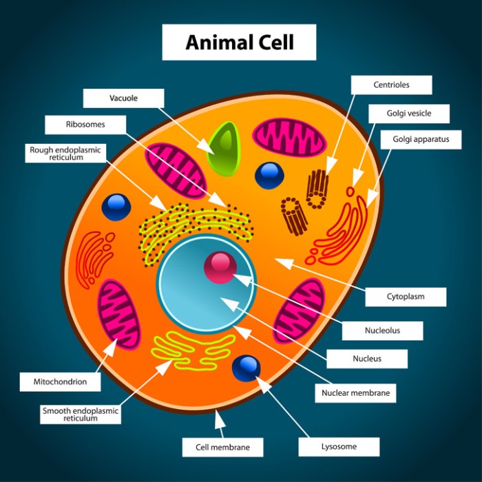 Animal cell coloring answers key