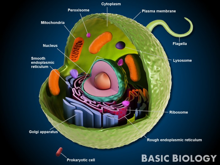 Animal cell diagram coloring sheet