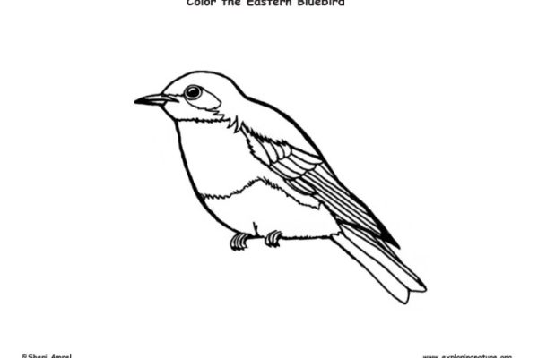 Animal coloring pages birds bluebird