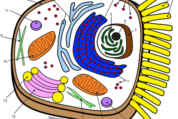 Animal cell coloring sheet with answers