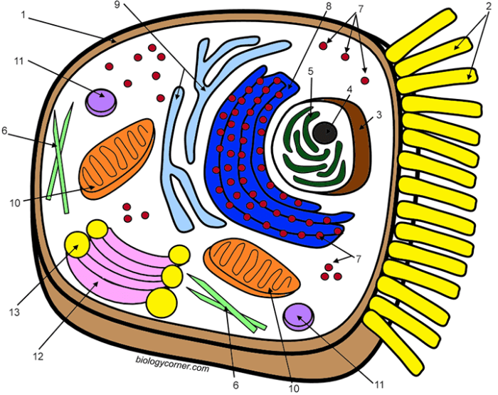 Animal cell coloring answers key