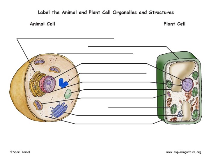 Animal and plant cell coloring pdf