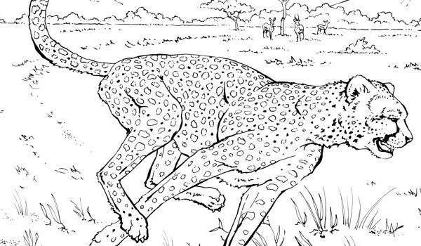 Printable realistic animal coloring pages