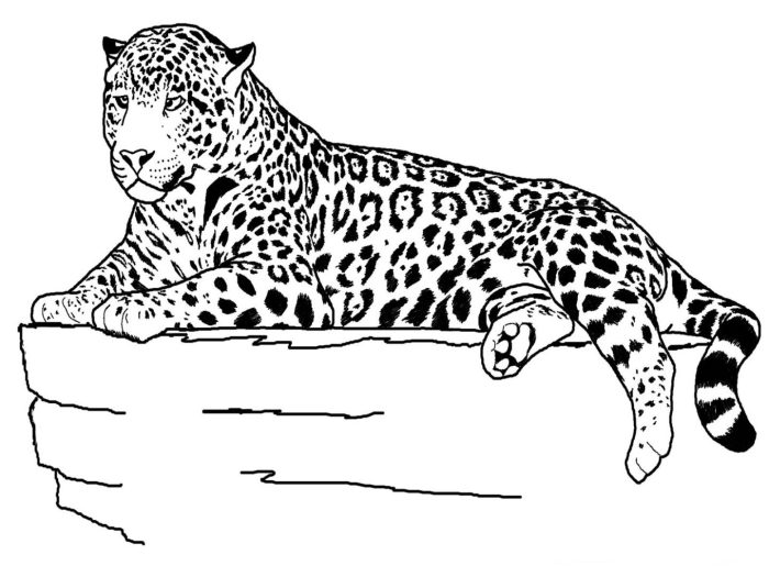 Animals in their environment coloring sheets