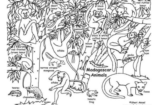 Animals of madagascar coloring pages