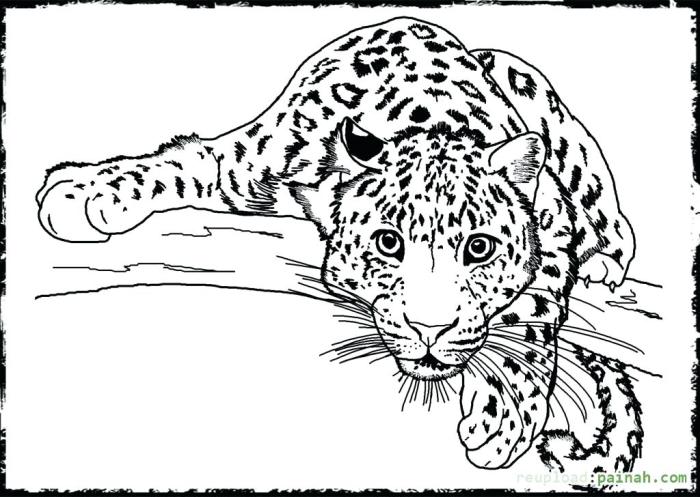 Realistic animal coloring pages printable