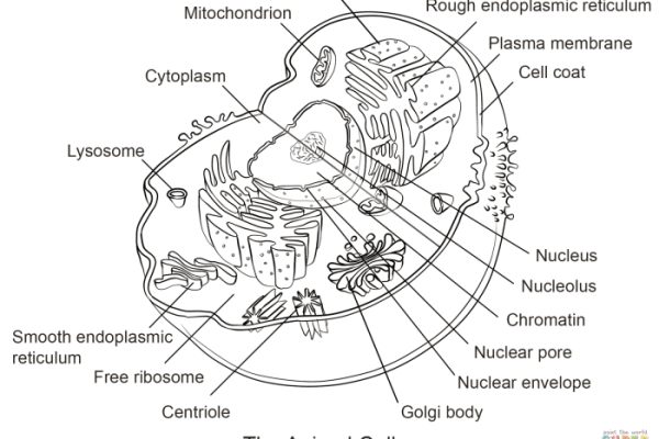 Animal cell mitosis coloring activity