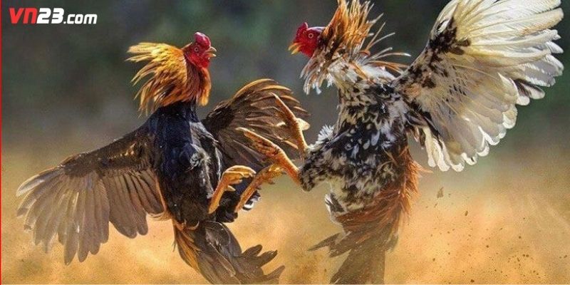 Bạn có thể tham gia vào các trận đấu bằng bất kỳ thiết bị nào