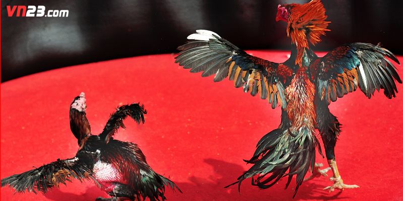 Giới thiệu sơ lược về thủ thuật đá gà Mỹ