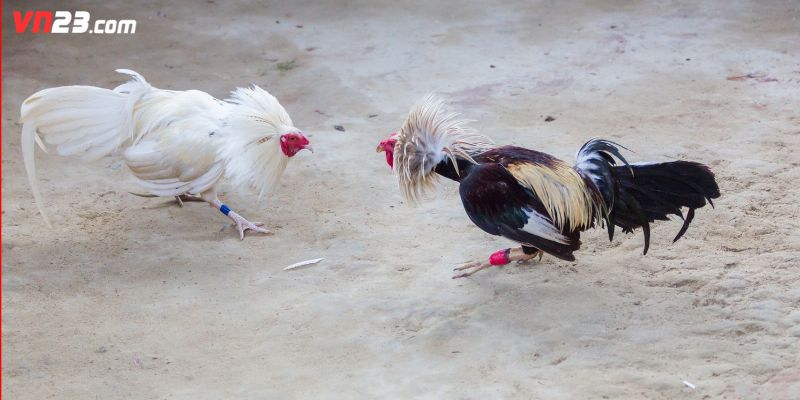 Lưu ý khi ứng dụng mẹo cược vào trong quá trình trải nghiệm