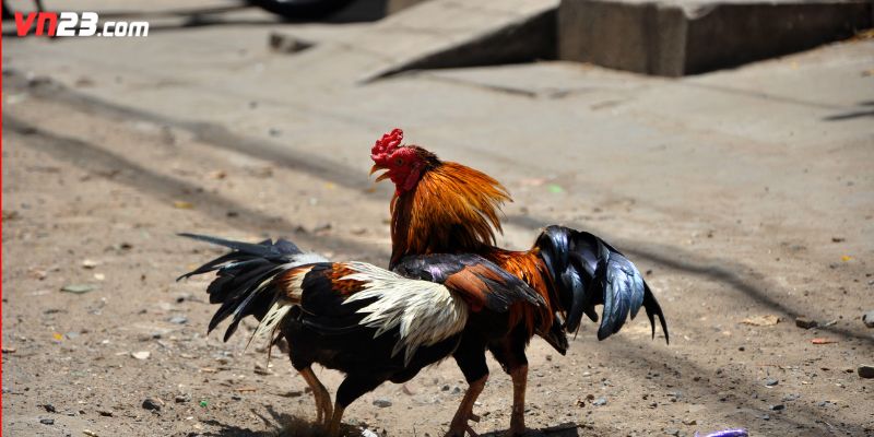 Những bí quyết chọi gà thắng lớn đơn giản cho hội viên