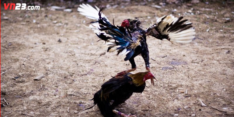 Những lỗi sai thường thấy khi dùng mẹo cược thông dụng